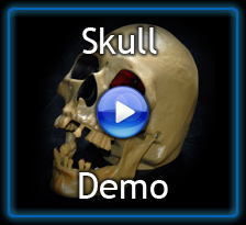 Watch Midi-Controlled Skull Demo Video